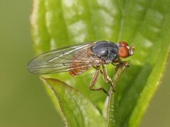 Brachyopa insensilis