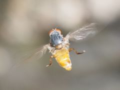 Brachyopa insensilis