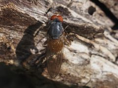 Brachyopa insensilis