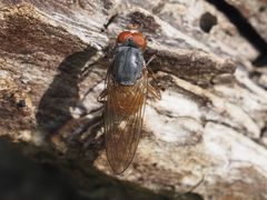 Brachyopa insensilis