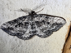 Aponotoreas
