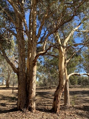 Eucalyptus wandoo