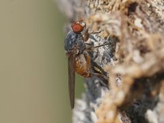 Brachyopa insensilis