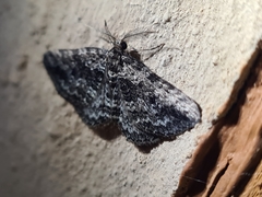 Aponotoreas