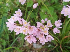 Allium roseum