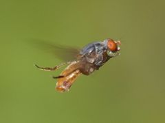 Brachyopa insensilis