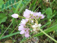 Allium roseum