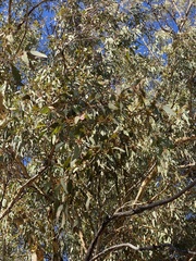 Eucalyptus wandoo