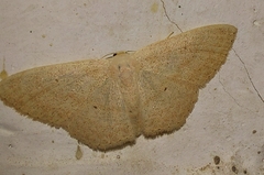Scopula