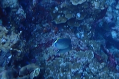 Chaetodon guttatissimus