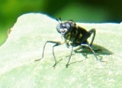 Mydidae