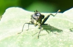 Mydidae