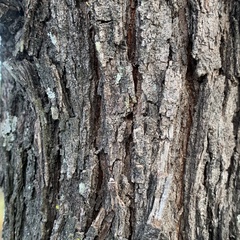 Vachellia luederitzii
