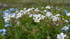 Geranium rivulare