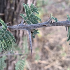 Vachellia luederitzii