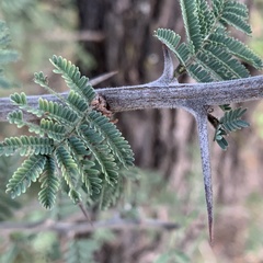 Vachellia luederitzii