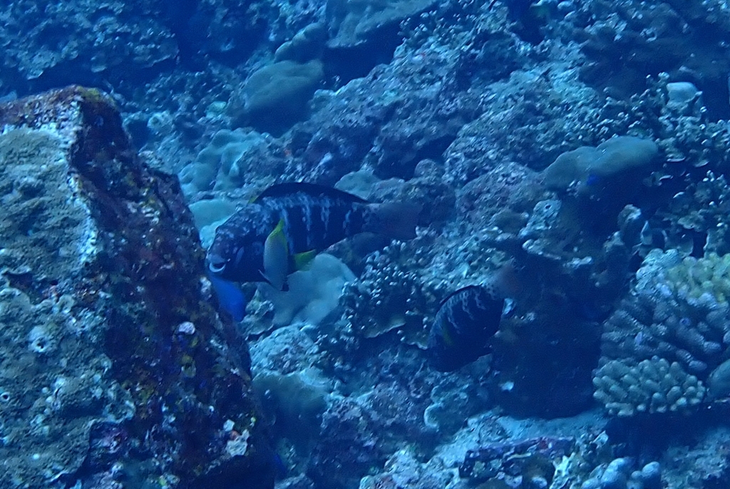Black-tip Parrotfish