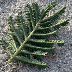 Vachellia luederitzii