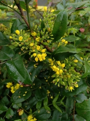 Berberis aquifolium