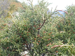 Juniperus phoenicea