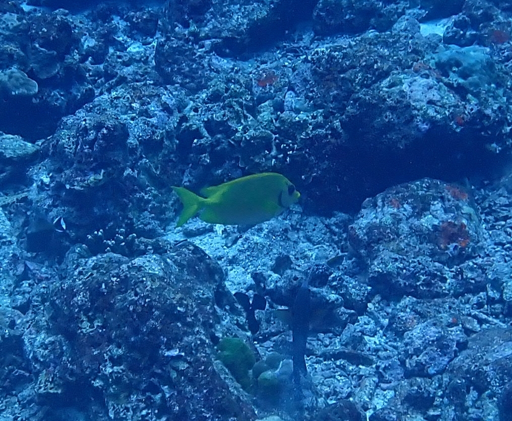 Coral Rabbitfish (Siganus corallinus) — recorded at Koh Bon Ridge