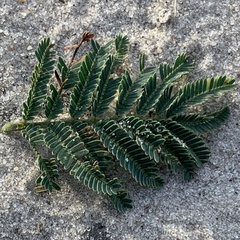 Vachellia luederitzii