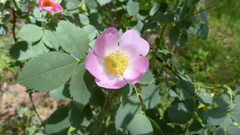 Rosa glauca