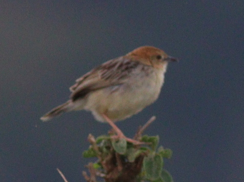 Stout Cisticola (Cisticola robustus), photo 5