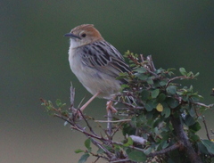 Cisticola robustus