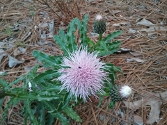 Cirsium repandum