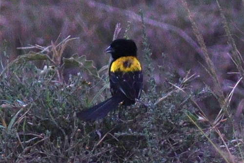 Yellow-mantled Widowbird (Euplectes macroura), photo 9