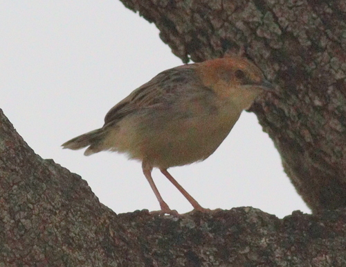 Stout Cisticola (Cisticola robustus), photo 8