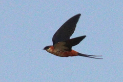 Cecropis senegalensis