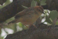 Cisticola robustus