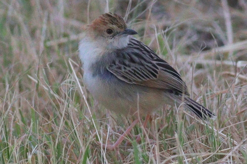 Stout Cisticola (Cisticola robustus), photo 9
