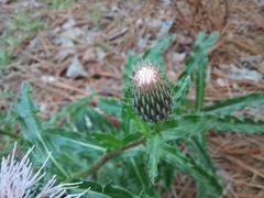 Cirsium repandum