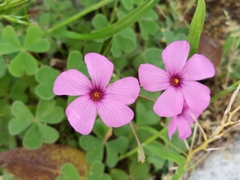 Oxalis articulata