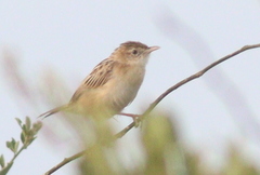 Cisticola aridulus