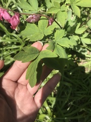Lamprocapnos spectabilis