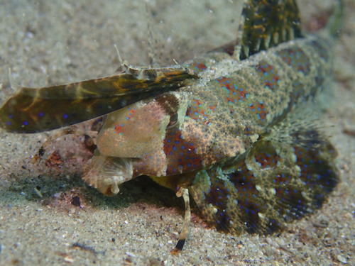 Finger dragonet (Dactylopus dactylopus) — Callionymidae — 5