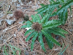 Cirsium repandum