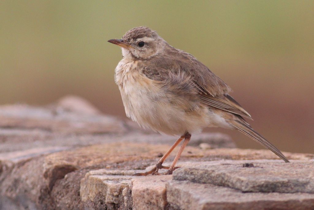 Plain-Backed Pipit