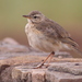 Plain-backed Pipit - Photo (c) Jan Ebr, some rights reserved (CC BY), uploaded by Jan Ebr
