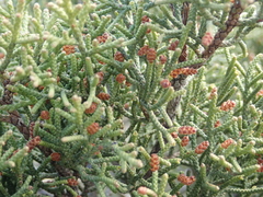 Juniperus phoenicea