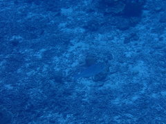 Monotaxis grandoculis