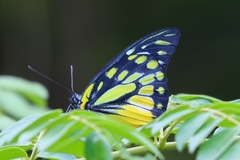 Prioneris thestylis