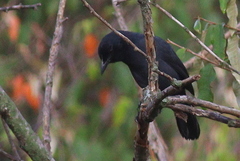 Laniarius funebris