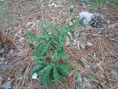 Cirsium repandum