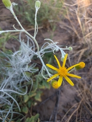 Senecio flaccidus flaccidus
