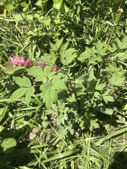 Lamprocapnos spectabilis